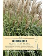 Sortenschild, Miscanthus sinensis 'Malepartus'