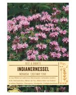 Sortenschild, Monarda Fistul. 'Croftway Pink'