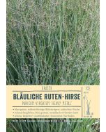 Sortenschild, Panicum virgatum 'Heavy Metal'