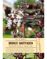 Sortenschild, Penstemon digitalis 'Husker's Red'