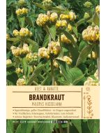 Sortenschild, Phlomis russeliana