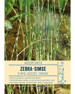 Sortenschild, Scirpus tabernaemontani 'Zebrinus'