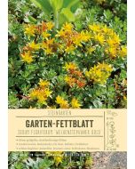Sortenschild, Sedum floriferum 'Weihenstephaner Gold'
