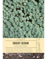 Sortenschild, Sedum pachyclados