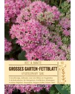 Sortenschild, Sedum spectabile 'Carl'