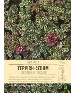 Sortenschild, Sedum spurium 'Tricolor'