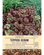 Sortenschild, Sedum spurium 'Voodoo'