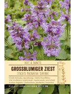 Sortenschild, Stachys grandiflora 'Superba'