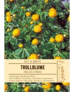 Sortenschild, Trollius x cultorum