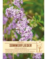 Sortenschild, Buddleja alternifolia