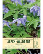 Sortenschild, Clematis alpina