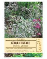 Sortenschild, Gypsophila paniculata