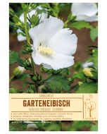 Sortenschild, Hibiscus syriacus 'Éléonore'