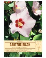 Sortenschild, Hibiscus syriacus 'Mathilda'