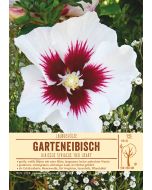Sortenschild, Hibiscus syriacus 'Red Heart'