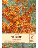 Sortenschild, Hippophae rhamnoides 'Leikora'