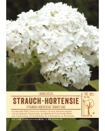 Sortenschild, Hydrangea arborescens 'Grandiflora'
