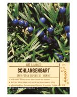 Sortenschild, Ophiopogon japonicus 'Minor'