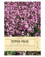 Sortenschild, Phlox stolonifera 'Home Fires'