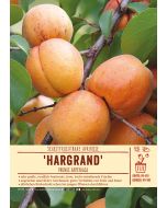 Sortenschild, Prunus armeniaca 'Hargrand'