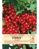 Sortenschild, Ribes rubrum 'Stanza' (R)