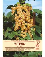 Sortenschild, Ribes rubrum 'Zitavia'