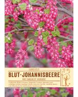 Sortenschild, Ribes sanguineum 'Atrorubens'