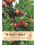 Sortenschild, Ribes uva-crispa v. sativum 'Dr. Bauer's Rokula'(R)