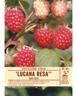 Sortenschild, Rubus idaeus 'LUCANA resa'(R)