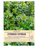 Sortenschild, Thymus x citriodorus 'Variegatus'