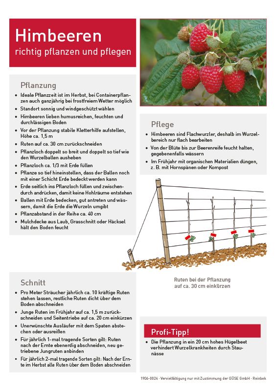 Infoblatt "Himbeeren & Brombeeren" kaufen | Gse Shop
