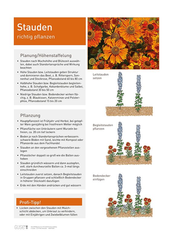 Infoposter kaufen - "Stauden richtig pflanzen" | Gse Shop