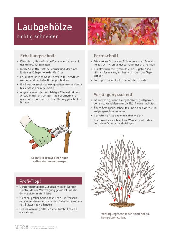 Infoposter "Laubgehlze richtig schneiden" | Gse Shop