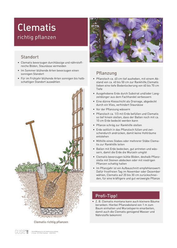 Infoposter "Clematis richtig pflanzen" | Gse Shop