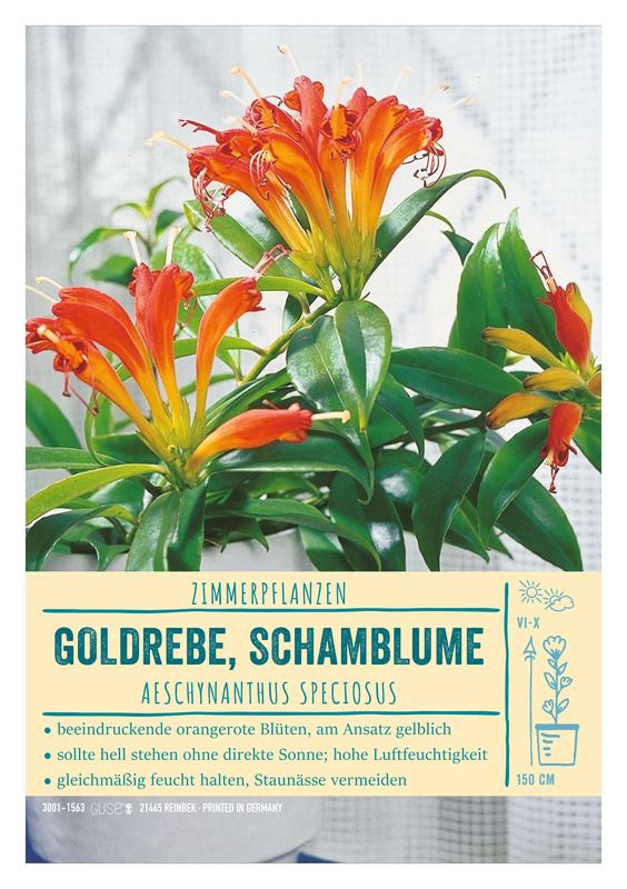 Sortenschild, A5, Aeschynanthus speciosus, orangerot, Goldrebe, Schamblume,  VPE=1 Stck