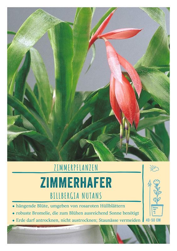 efeutute n joy kaufen Epipremnum aureum 'Njoy'