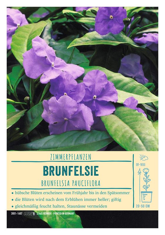 Sortenschild, A5, Brunfelsia pauciflora, blau, Brunfelsie, VPE=1 Stck