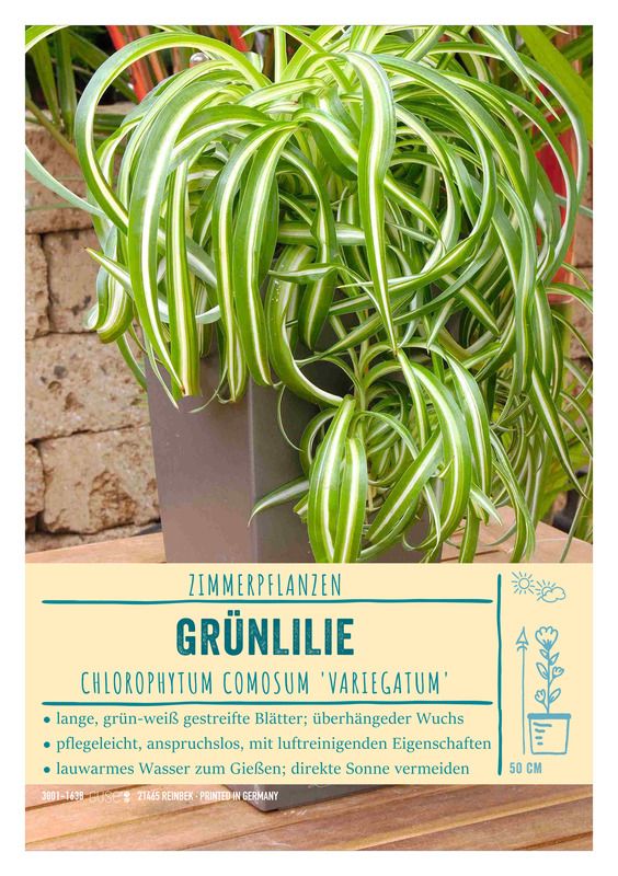 große monstera pflanze Monstera XL | Monstera deliciosa