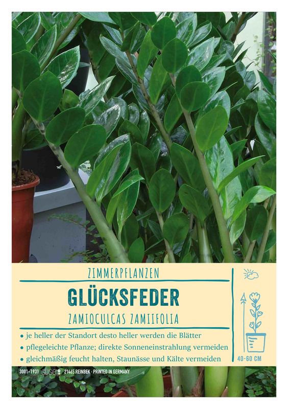 gummibaum kaktus Gummibaum Robusta - Ficus elastica Robusta main image 1