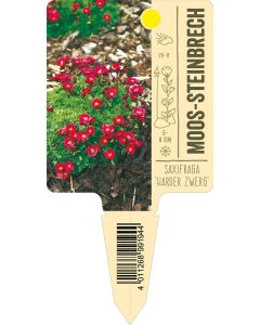 Saxifraga Arendsii-Hybr. 'Harder Zwerg', Bildstecketikett VS:
