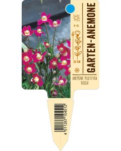 Anemone multifida 'Rosea', Bildstecketikett VS: