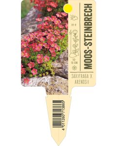 Saxifraga x arendsii, Bildstecketikett VS: