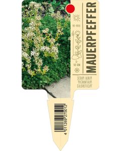 Sedum album 'Micranthum Chloroticum', Bildstecketikett VS: