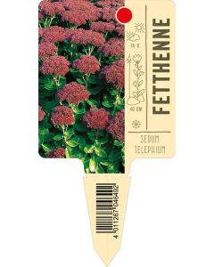 Sedumtelephium, Bildstecketikett VS: