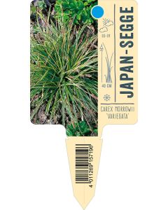 Carex morrowii 'Variegata', Bildstecketikett VS: