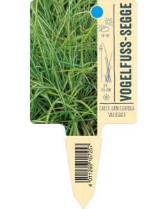 Carex ornithopoda 'Variegata', Bildstecketikett VS: