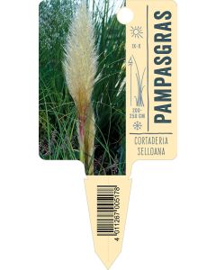 Cortaderiaselloana, Bildstecketikett VS: