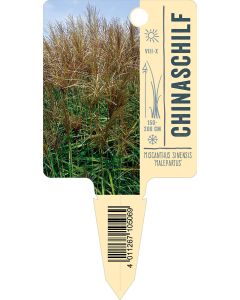 Miscanthus sinensis 'Malepartus', Bildstecketikett VS: