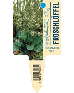 Alisma parviflora 'Rosette', Bildstecketikett VS:
