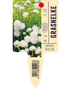 Armeriamaritima, Bildstecketikett VS: